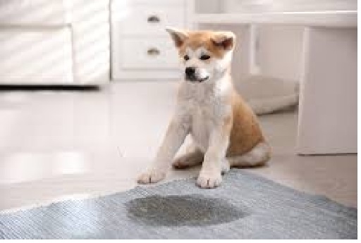 Ensinando seu Cachorro Fazer xixi no lugar certo