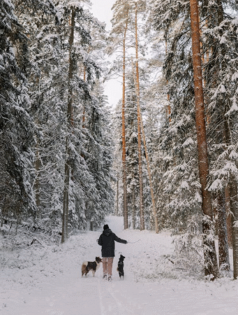 Cuidados com seu Cachorro em dias Frios